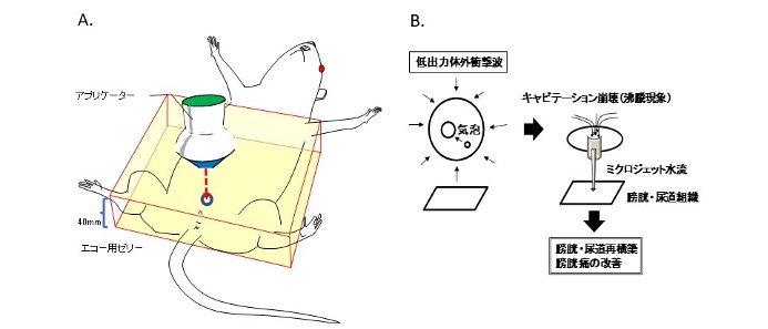 図１　(A) 低出力体外衝撃波照射の動物実験イメージ図　(B) 低出力体外衝撃波の原理